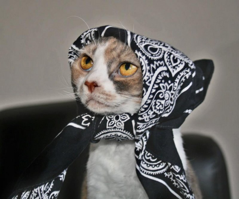 Платок с котиками