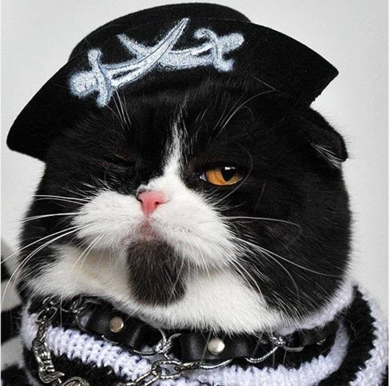 Коты пираты
