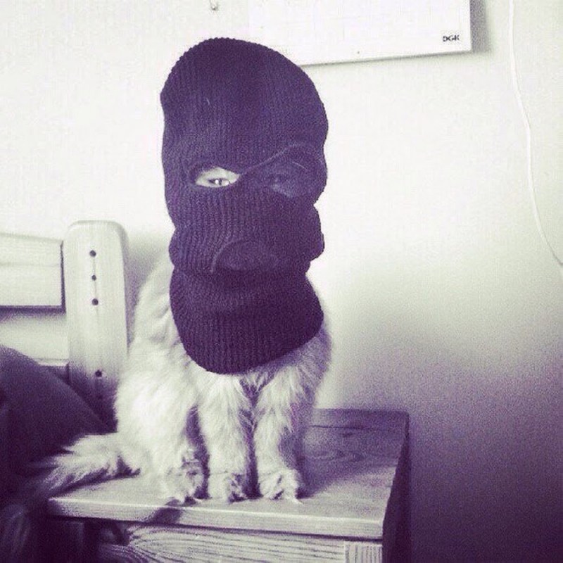Кот в Балаклаве