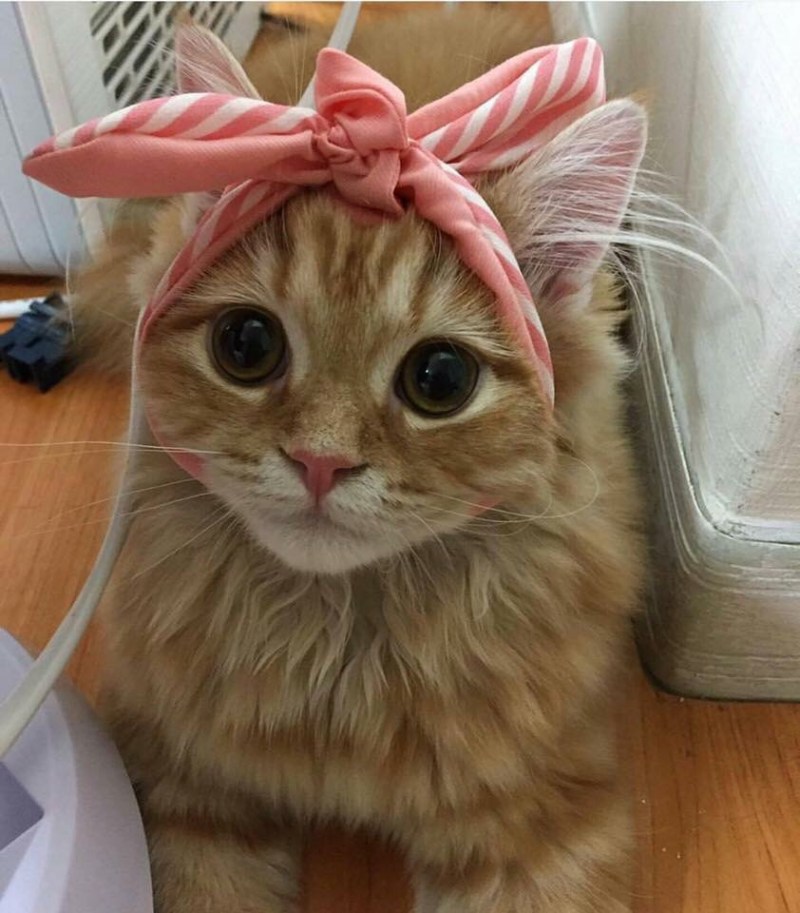 Кошка с бантиком