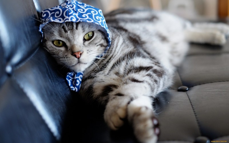 Кошка в платочке