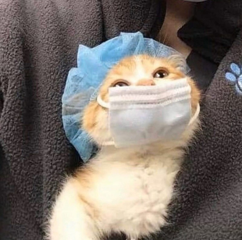 Маска кота