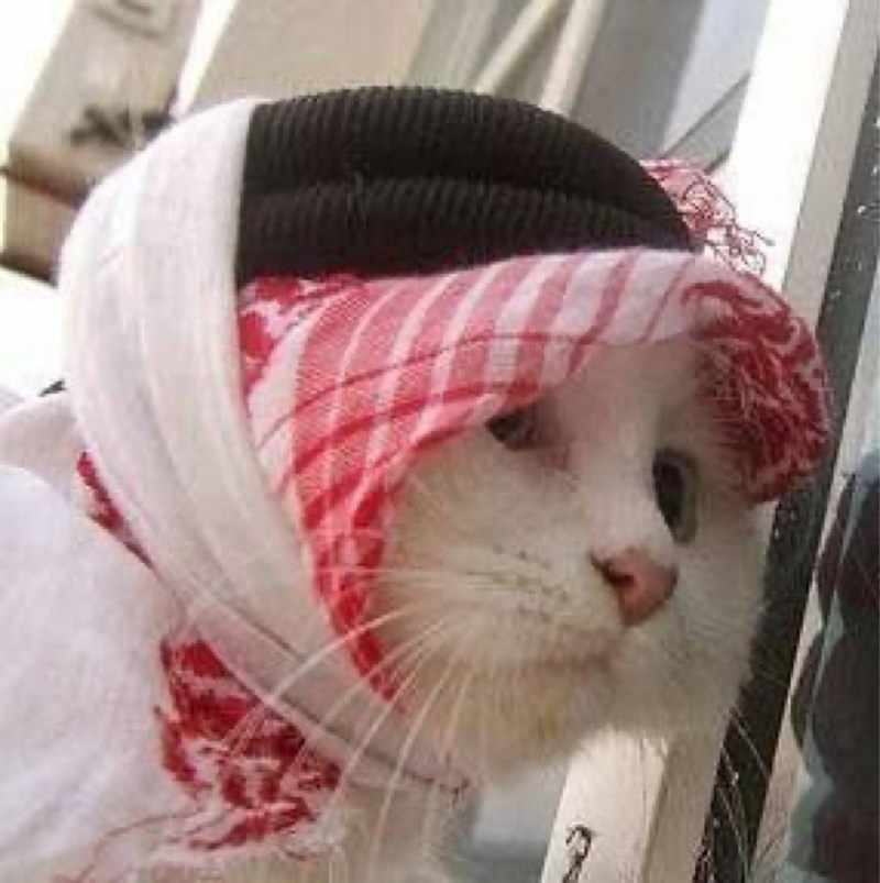 Кошка в парандже