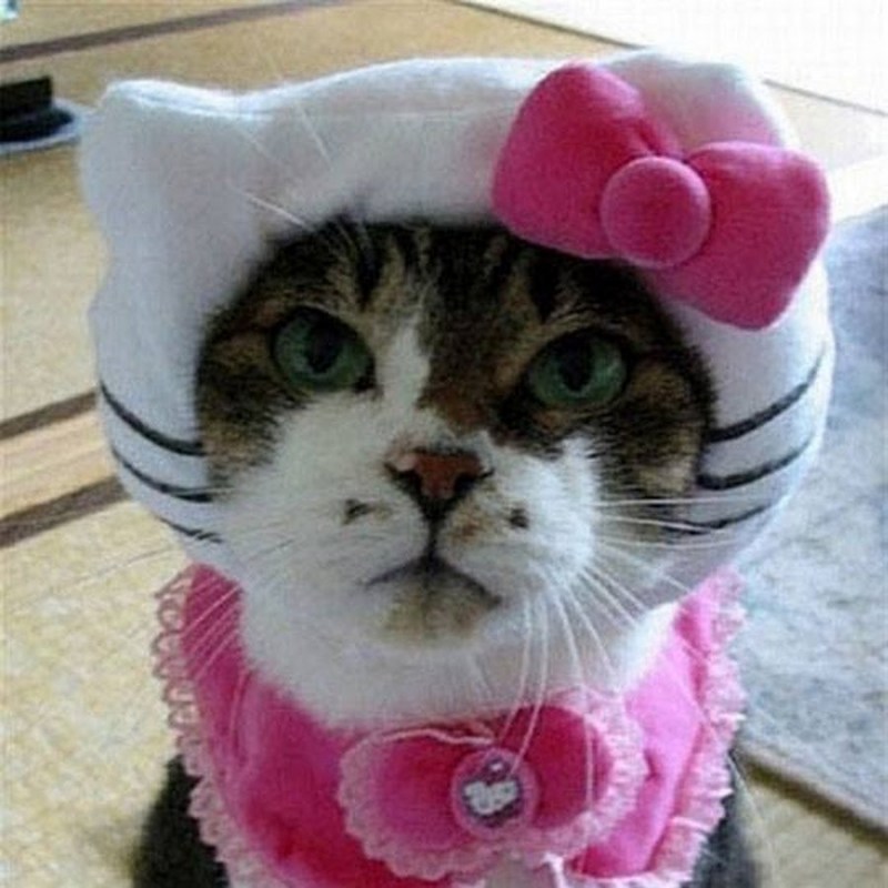 Наряженные котики