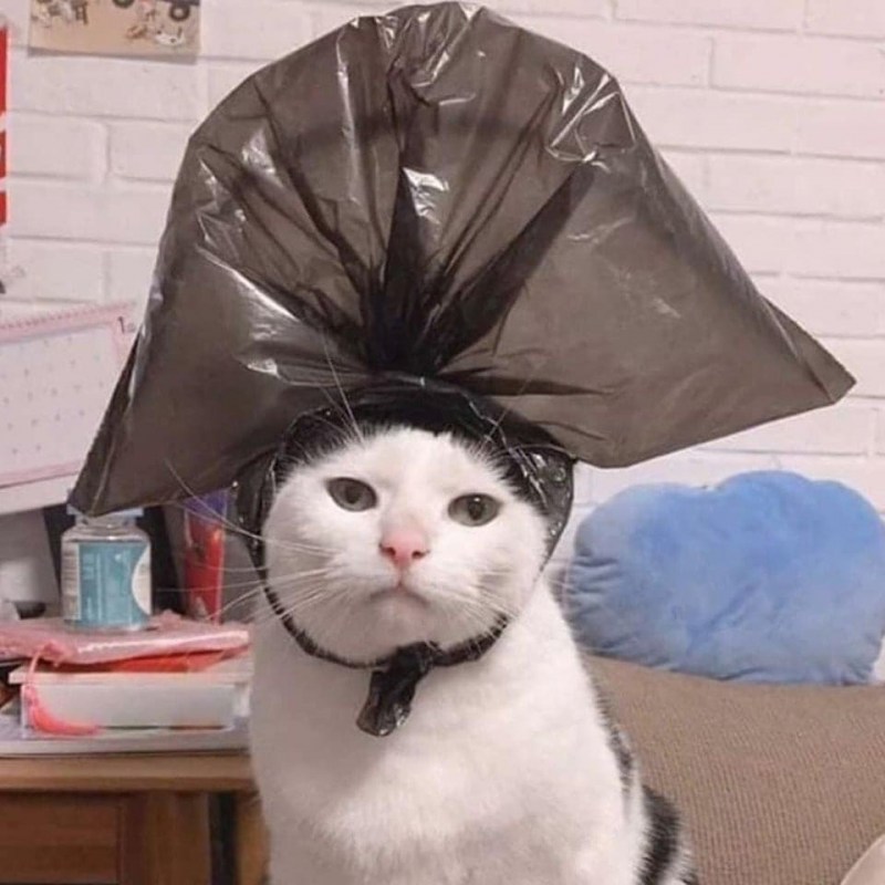 Кот Мем
