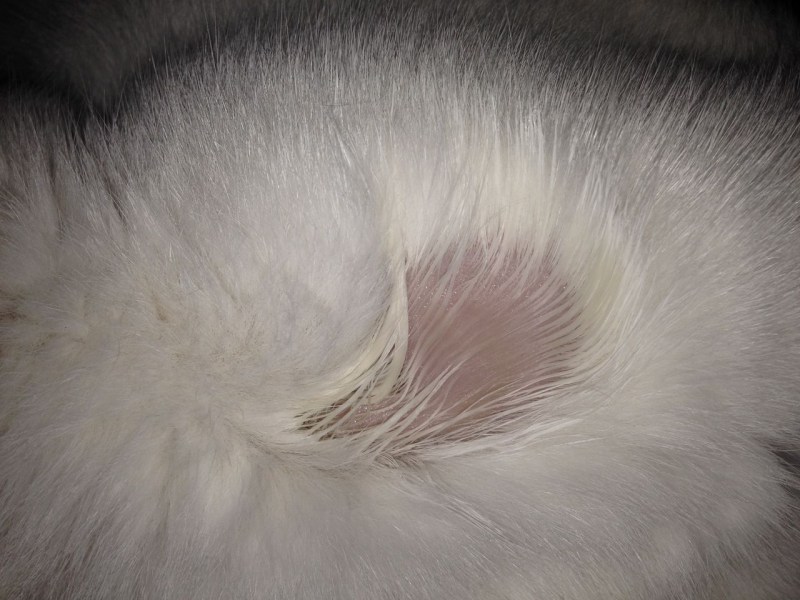 Пузо кота