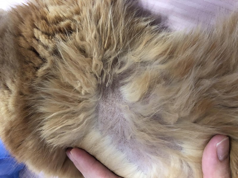 У кота залысины возле ушей
