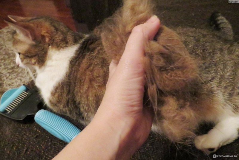 Кот под юбкой