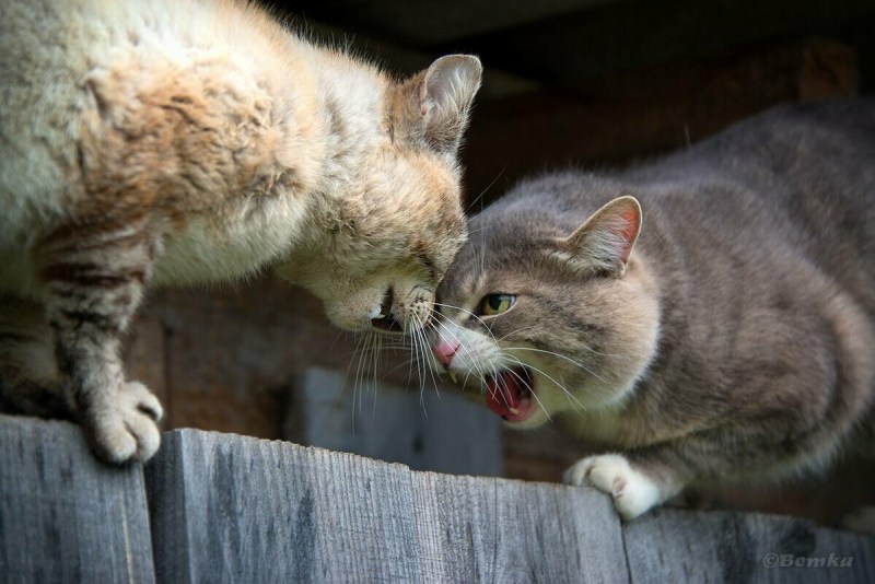 Котята дерутся