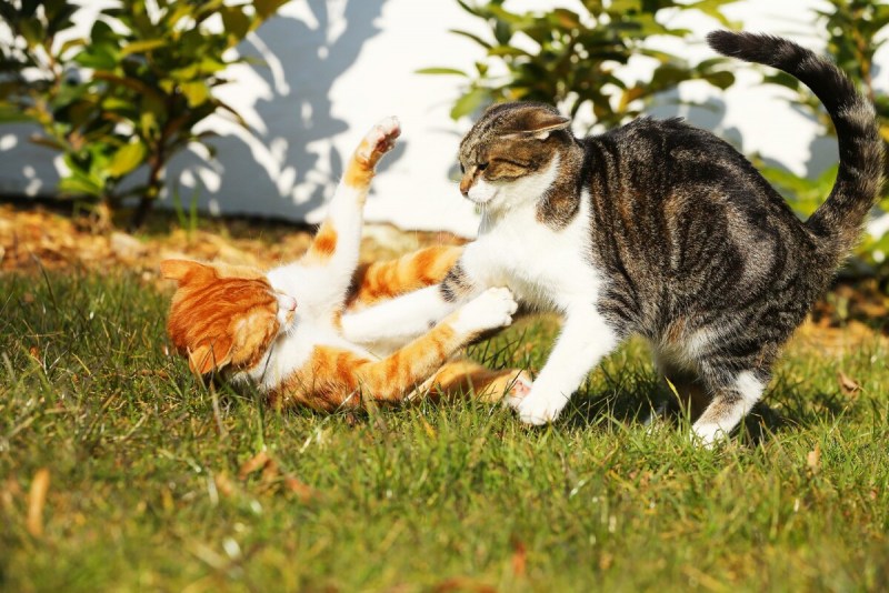 Котята дерутся
