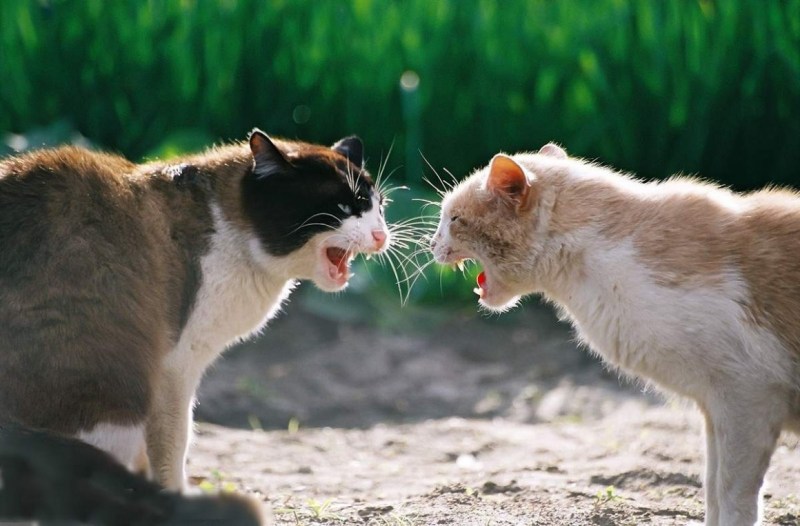 Коты драчуны