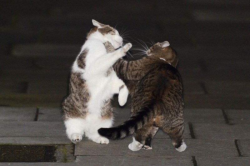 Коты дерутся