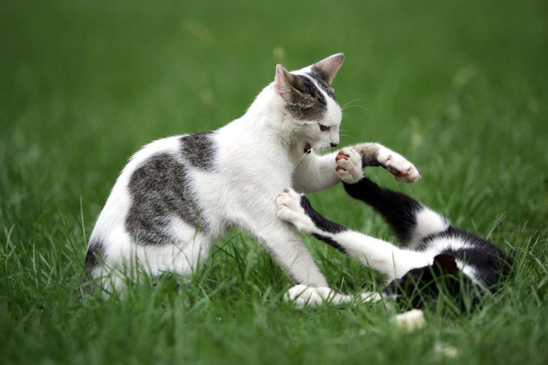 Коты дерутся