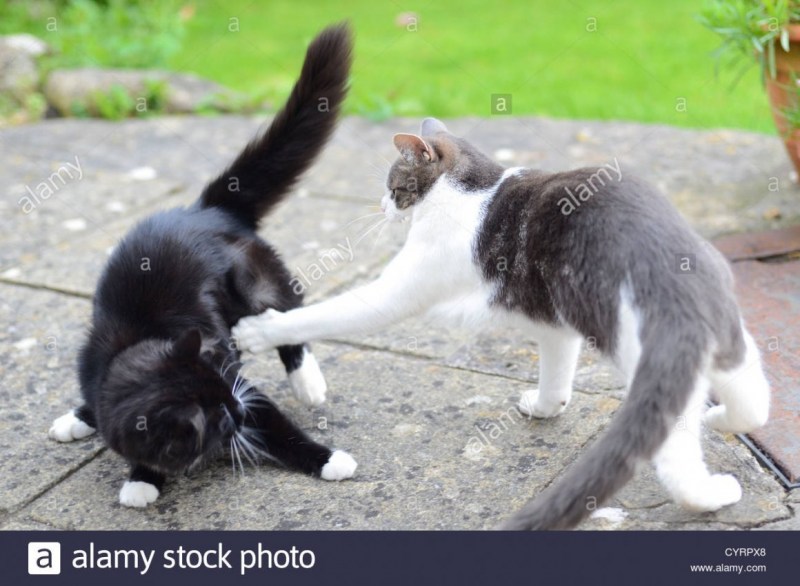 Черные коты дерутся