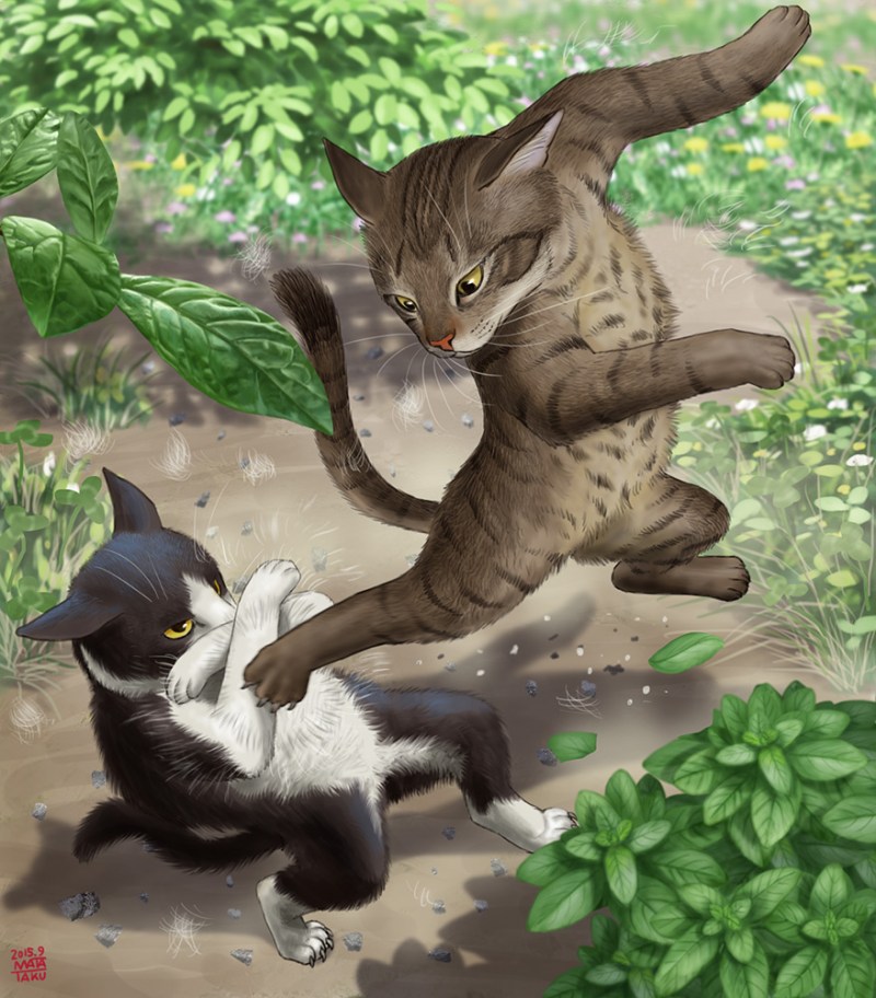 Коты Воители коты бегут
