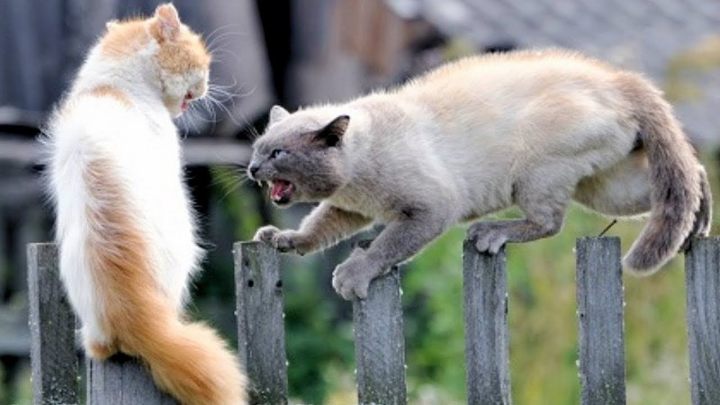 Кошки ссорятся и мирятся