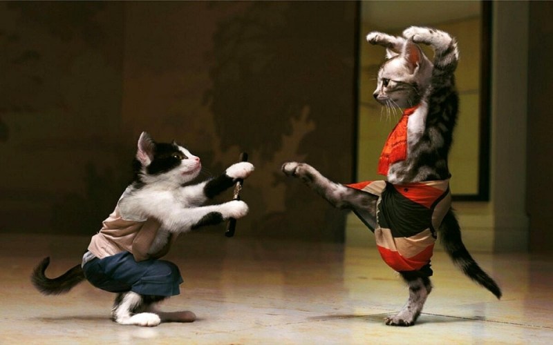Кот каратист