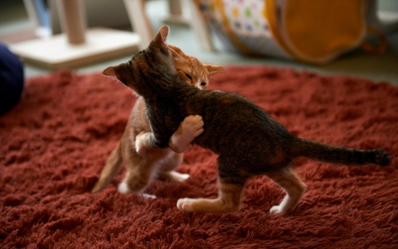 Котята играются друг с другом