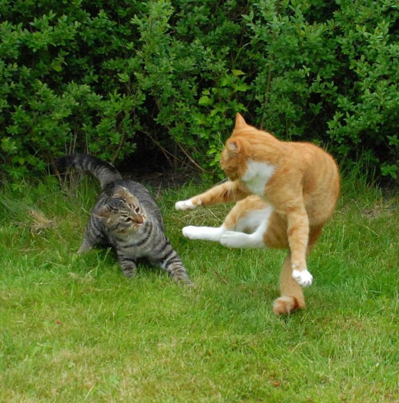 Смешная драка котов