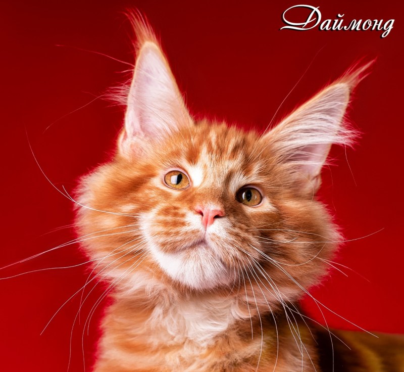 Коты породы Мейн кун