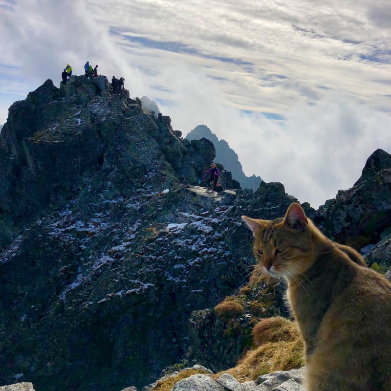 Коты в горах
