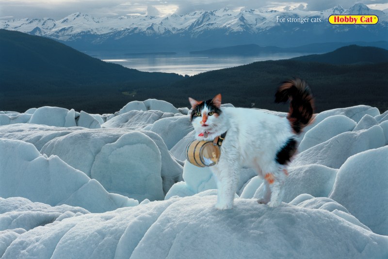 Кот на горе