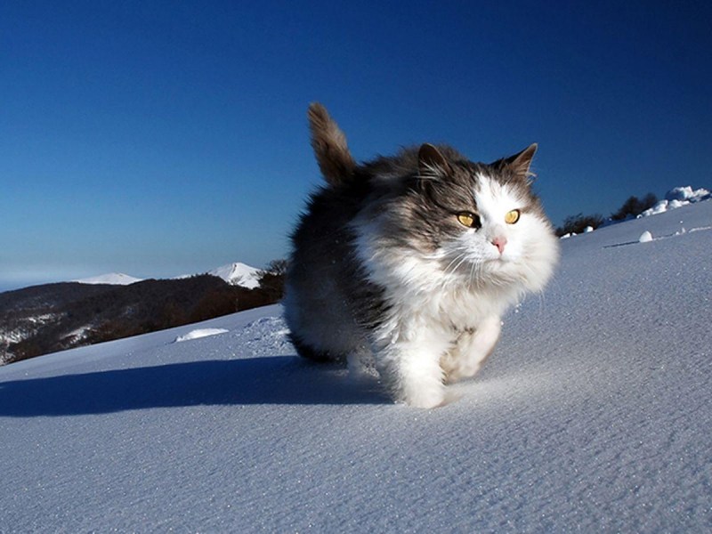 Ride or die сноуборд