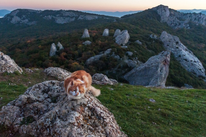 Крымский горный кот