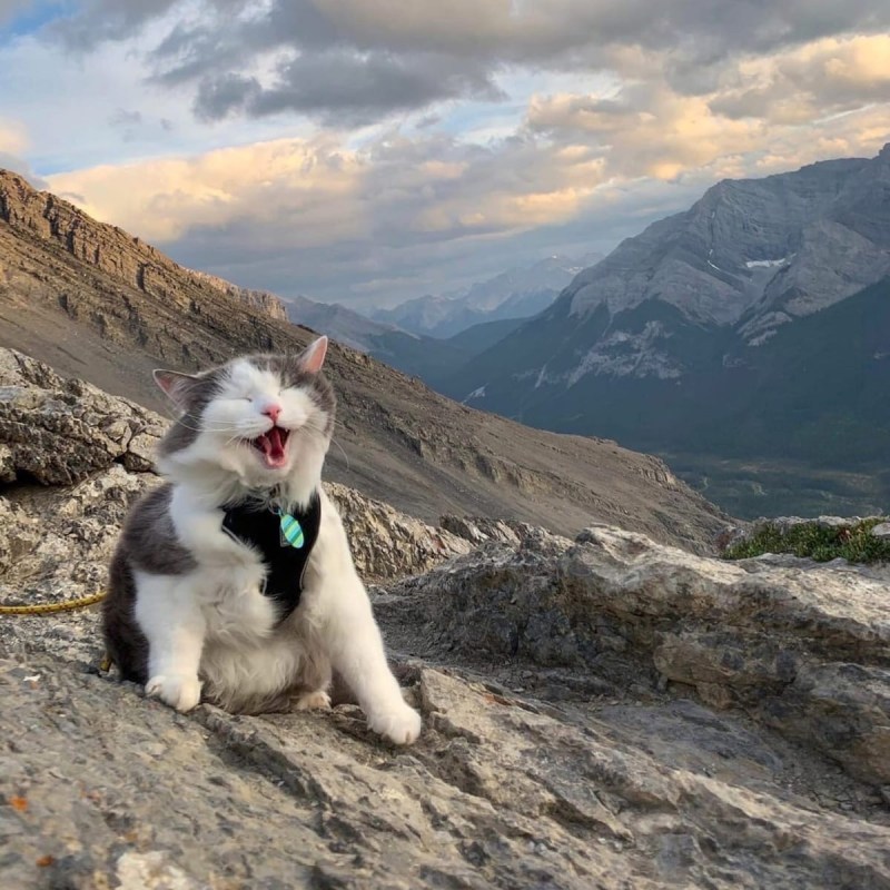 Котенок путешественник