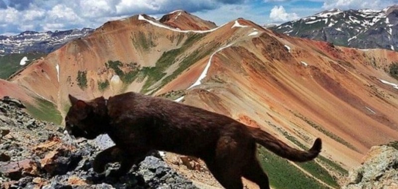 Кошачья гора в Финляндии