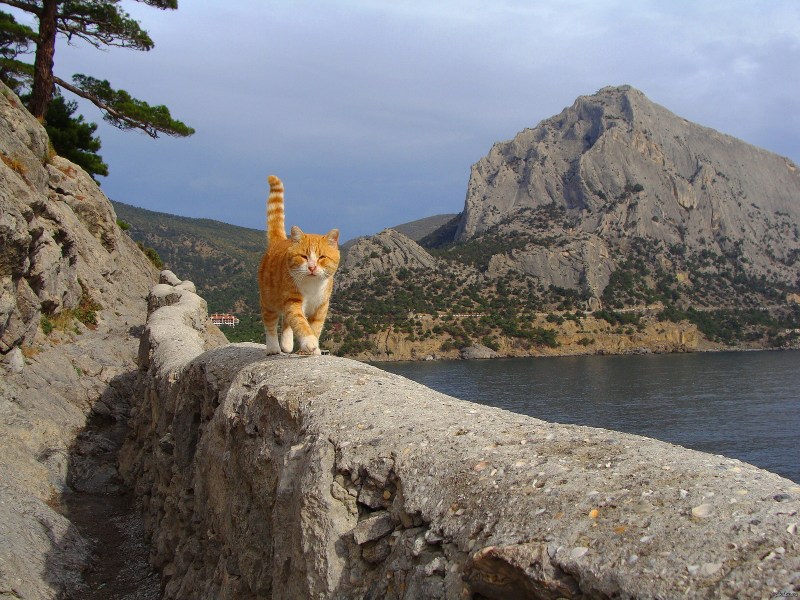 Гора кошка тропа