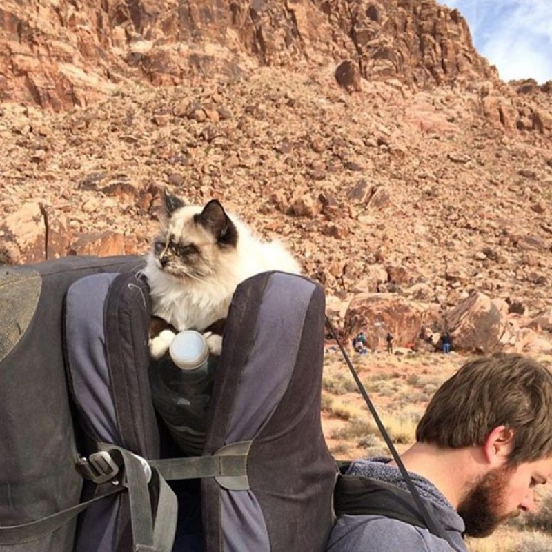 Коты на фоне моря