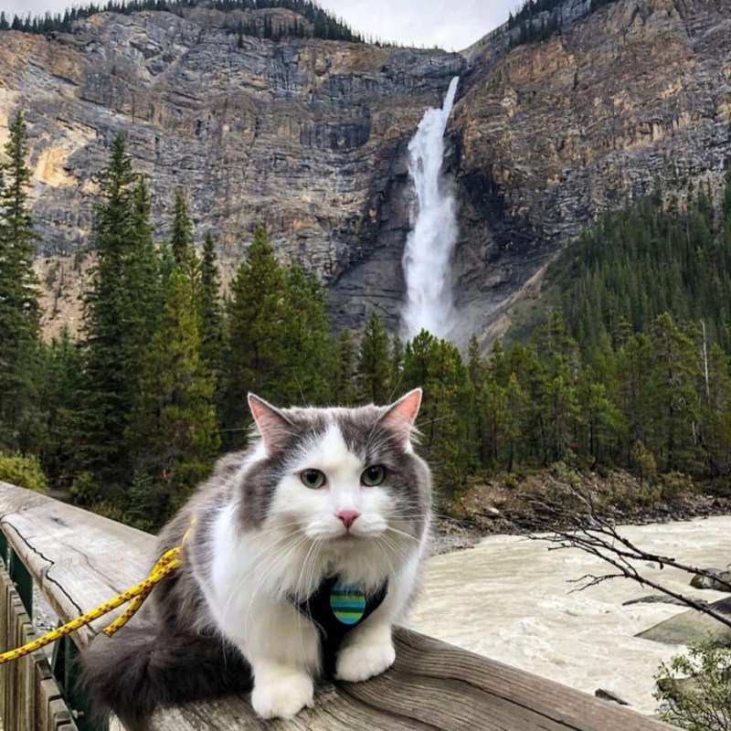 Коты в горах