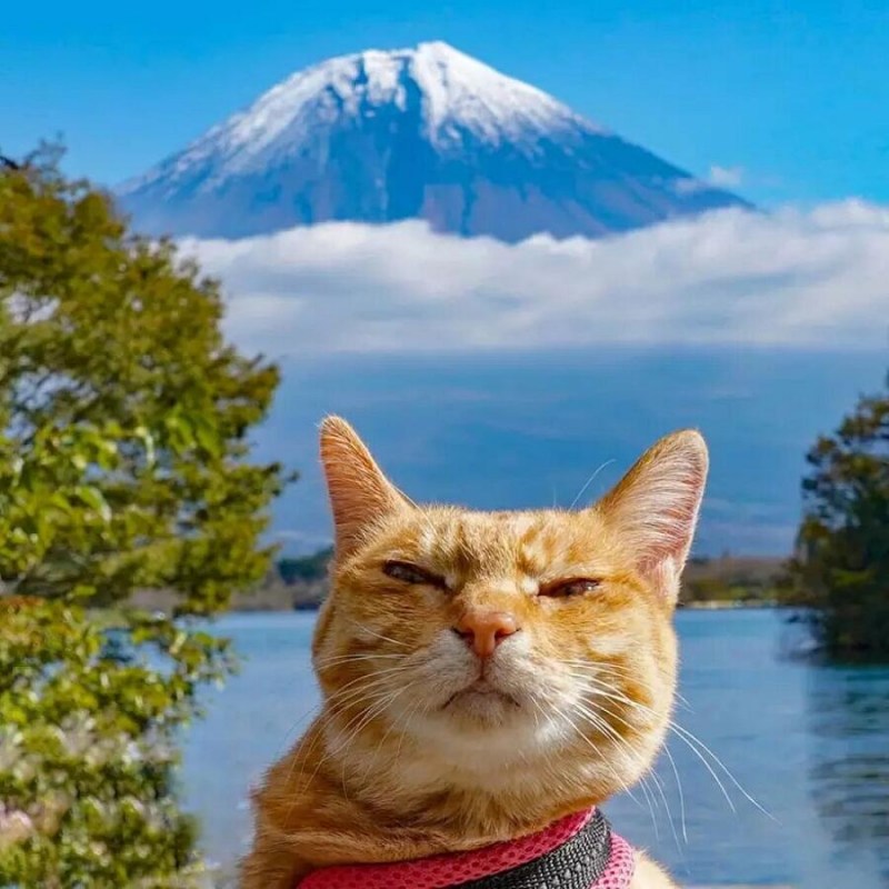 Коты путешественники
