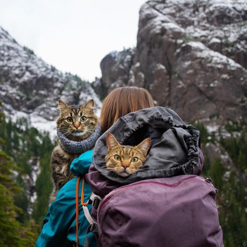 Коты путешественники