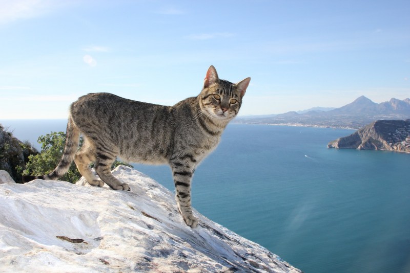 Альпийский Линкс кошка