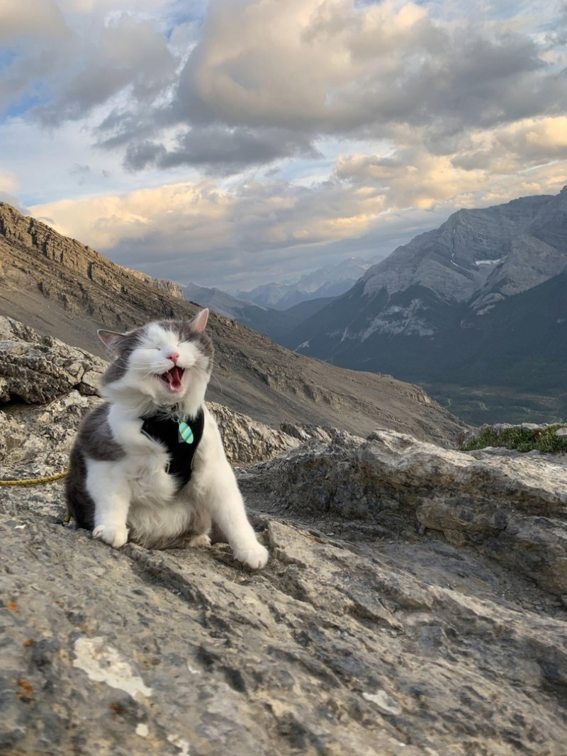Кот на горе