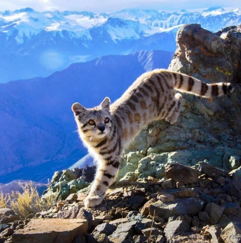 Leopardus Jacobitus