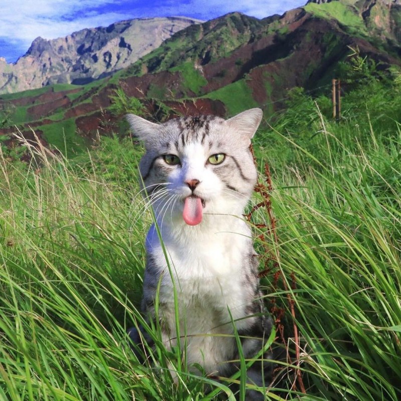 Небритый котик горы