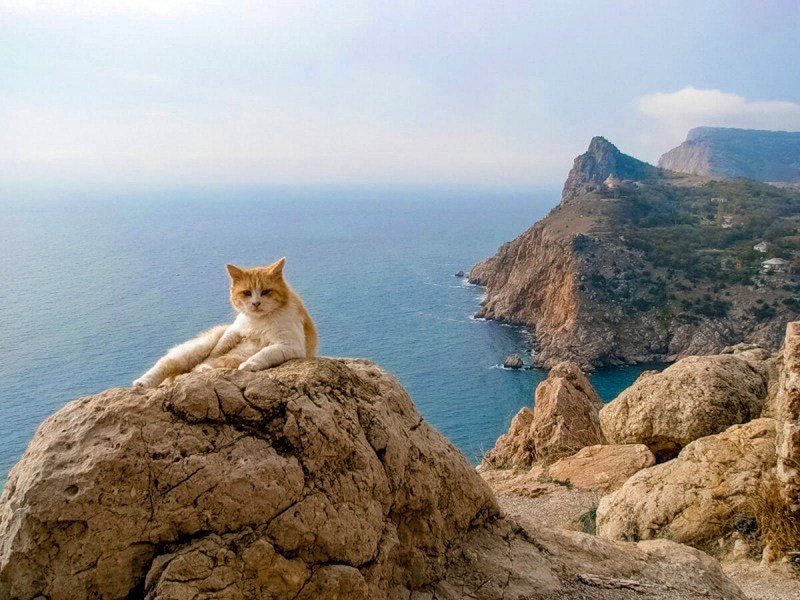Балаклава Крым кот