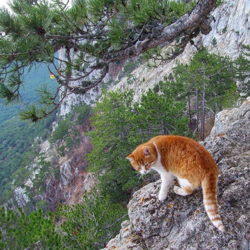 Гора кошка