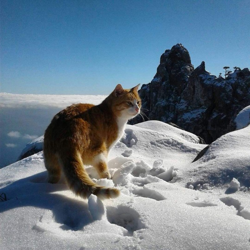 Кошки альпинистские Эльбрус