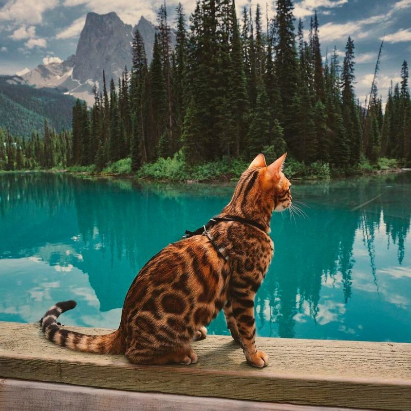 Сьюки кот путешественник