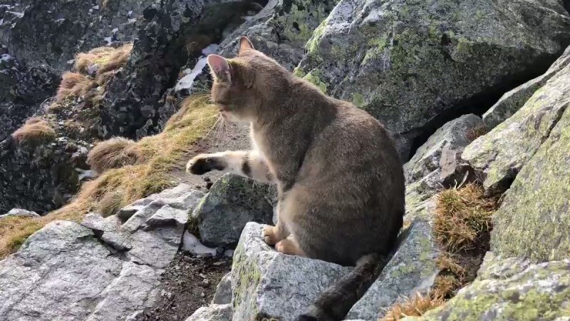 Кошка на скале
