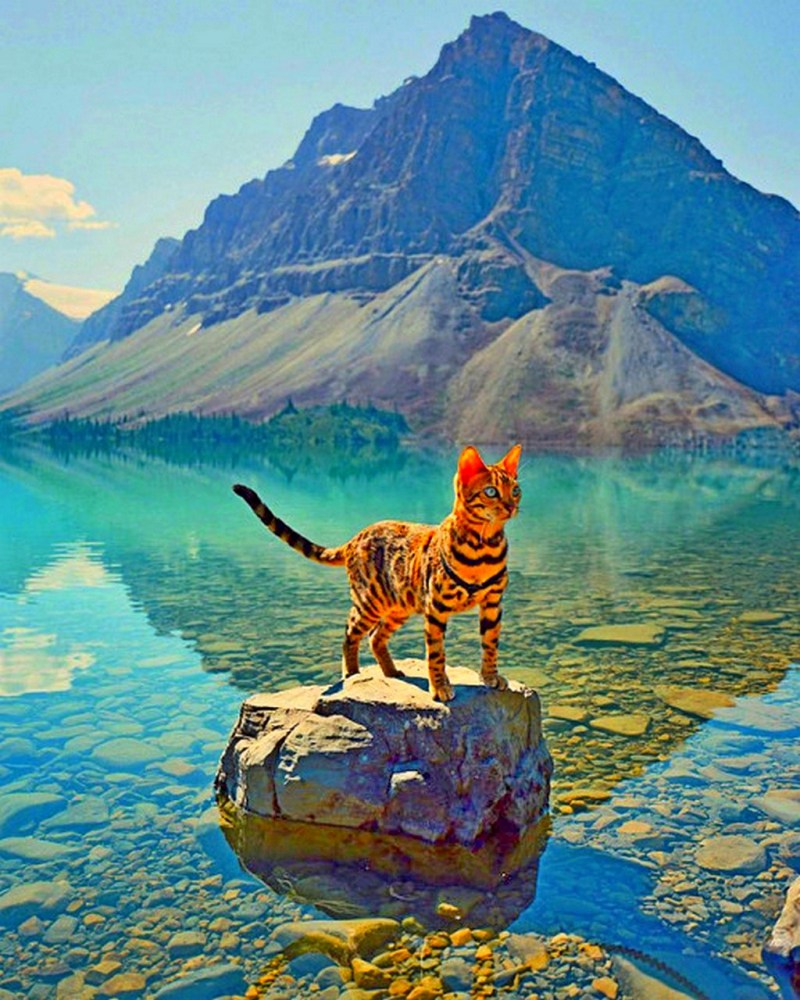 Сьюки кот путешественник