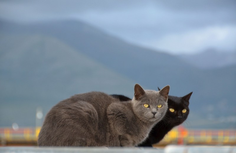 Солнечные зимние коты