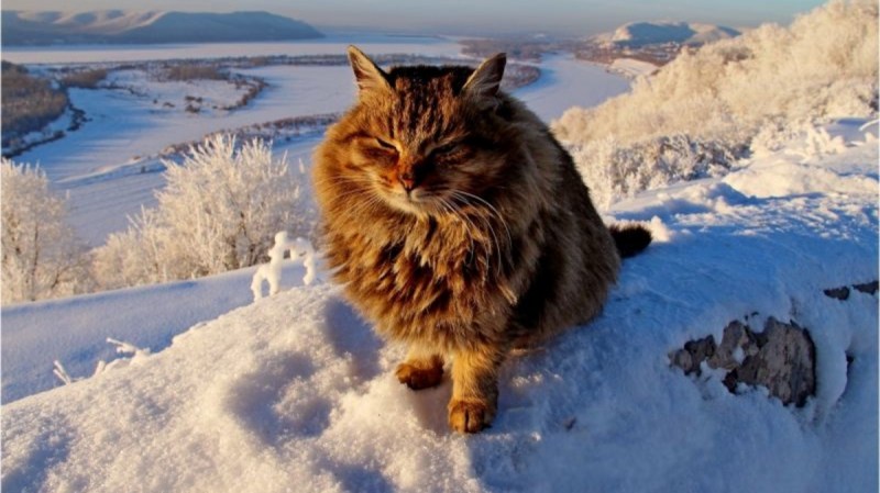 Восхождение кошки