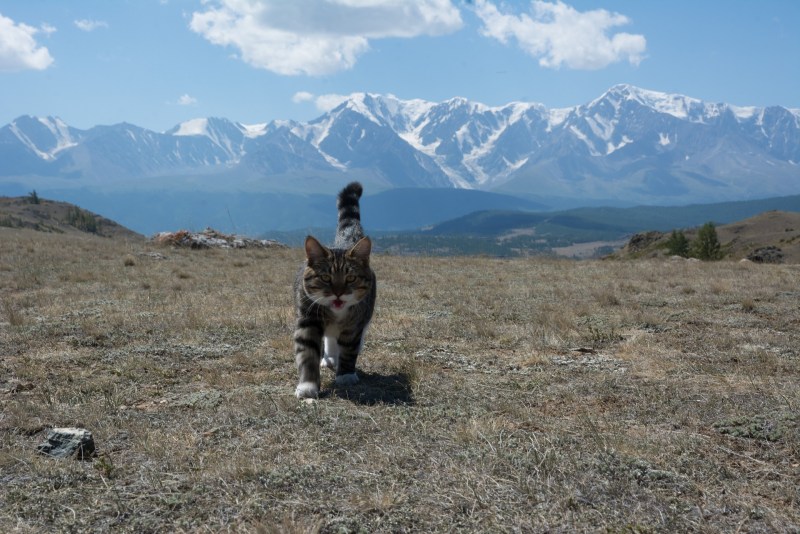 Кот путешественник