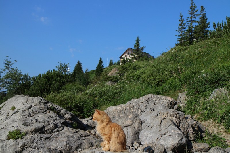 Гора кошка