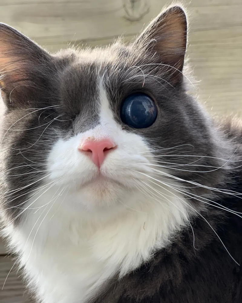 Безглазая кошка